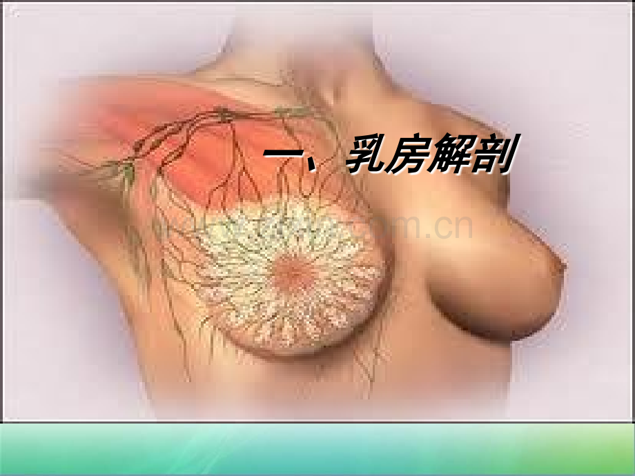 乳房护理.ppt_第1页