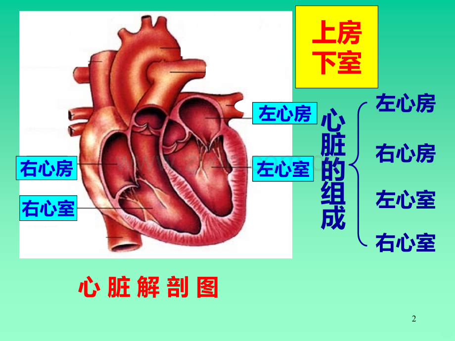 心脏血液循环.ppt_第2页