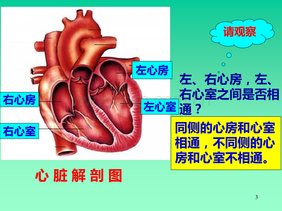 心脏血液循环.ppt_第3页