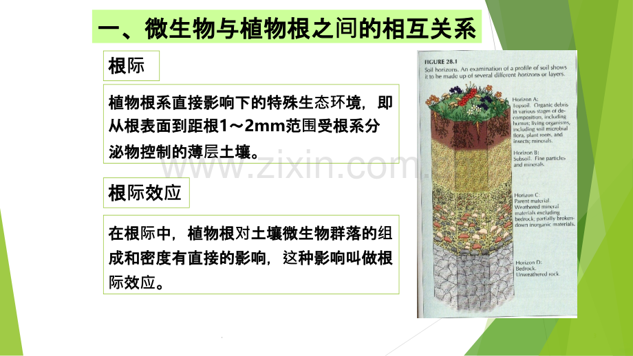 微生物与植物剖析.ppt_第3页