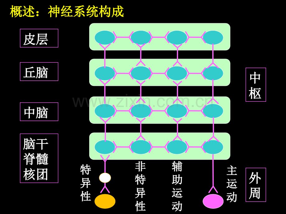 生理学10-1-2-3神经系统活动的基本原理-1.ppt_第2页