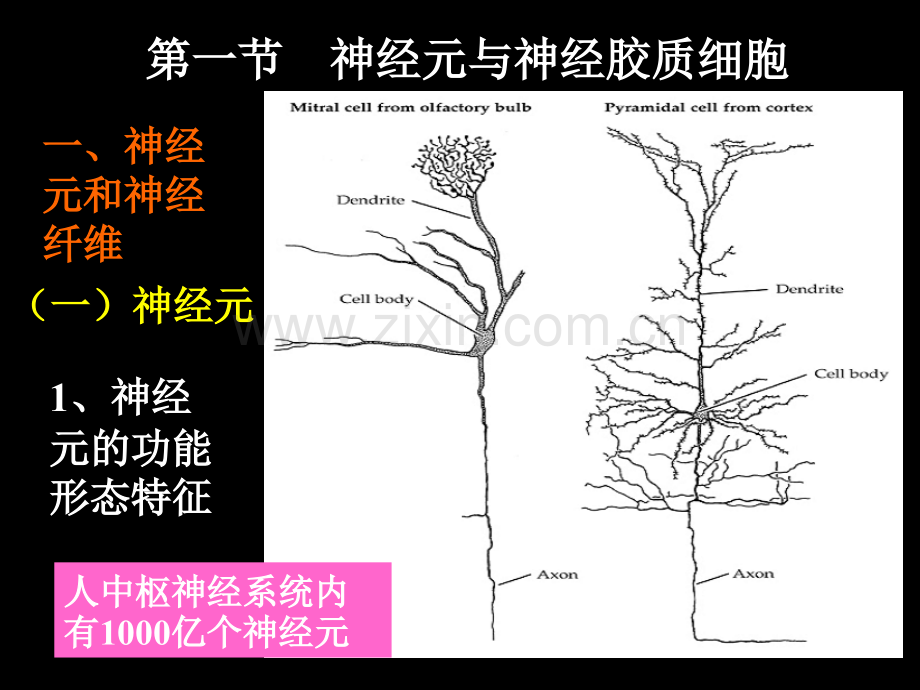 生理学10-1-2-3神经系统活动的基本原理-1.ppt_第3页