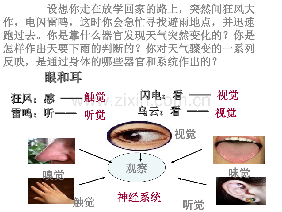 第一节人体对外界环境的感知(1).ppt_第2页