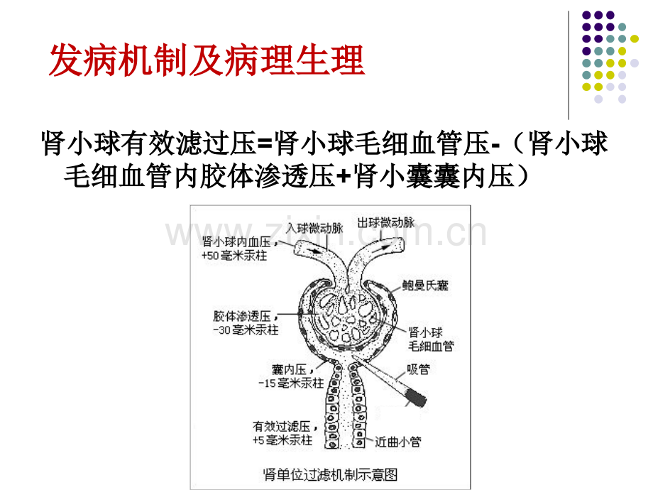 急性肾损伤与血液净化治疗.ppt_第3页