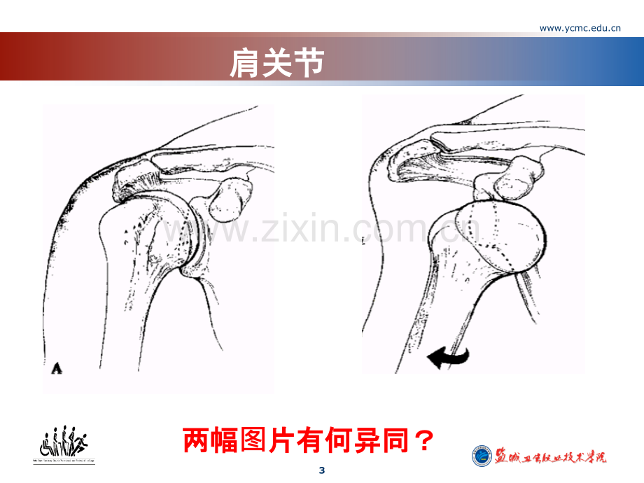 肩部生物力学.ppt_第3页