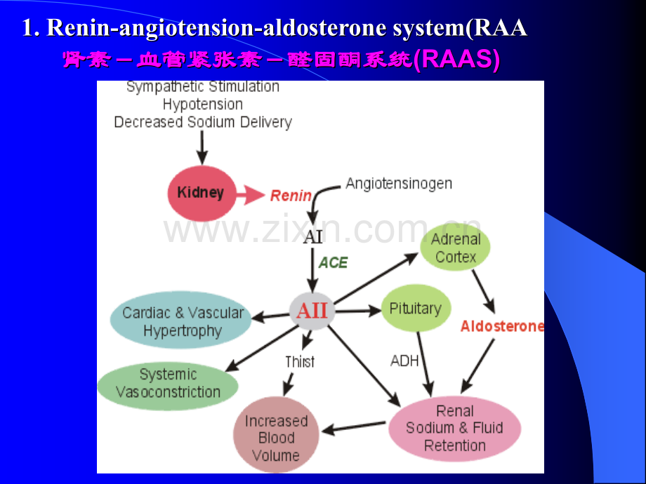 心血管活动的体液调节.ppt_第3页