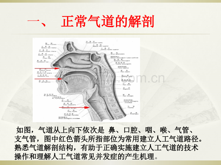 紧急人工气道的建立和管理.ppt_第2页