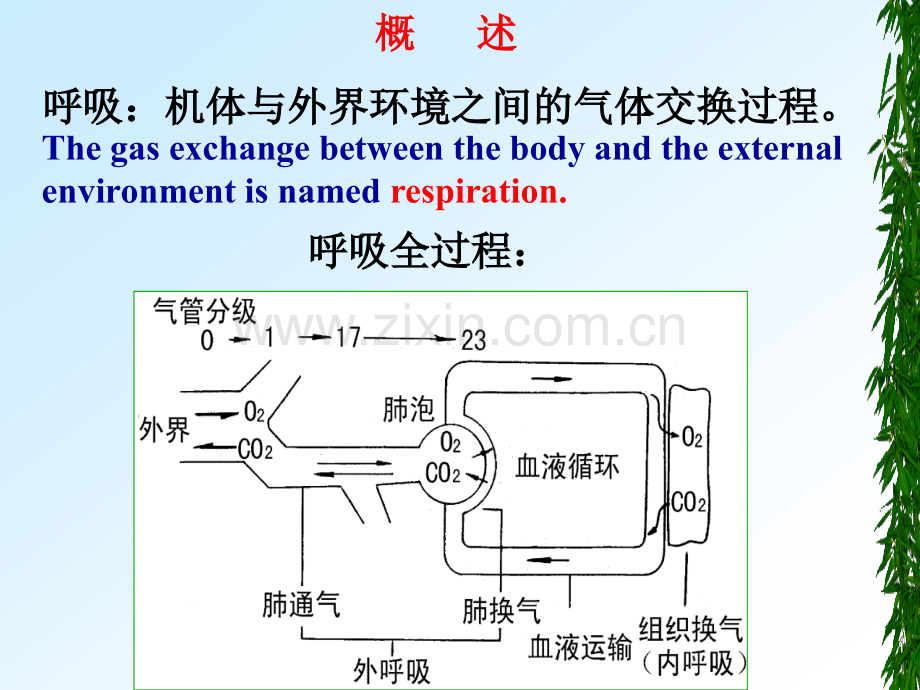 生理学第五章.ppt_第3页