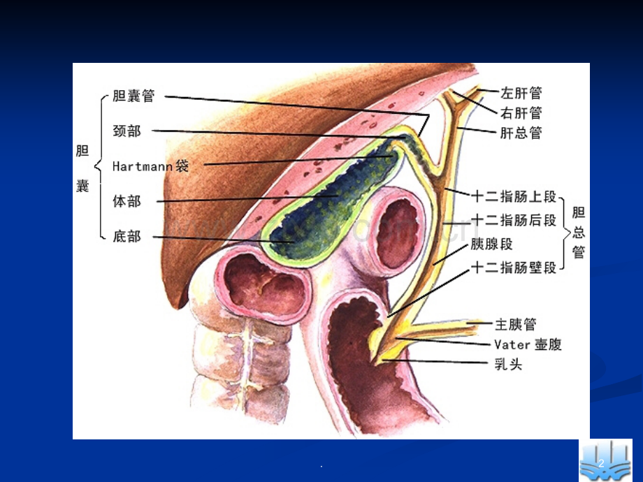 胆道疾病王本刚.ppt_第2页