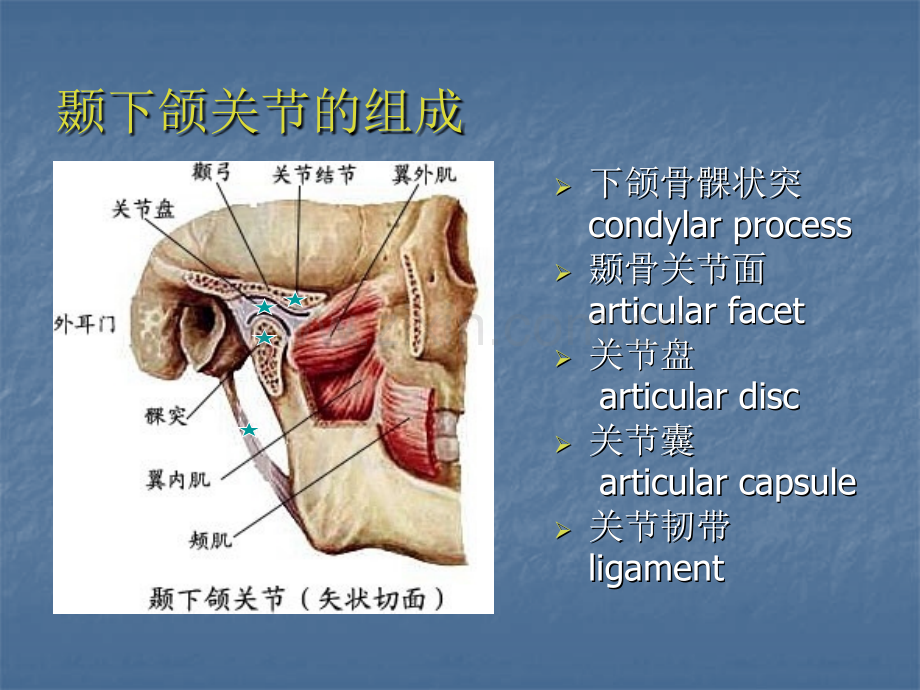 口腔解剖生理学-颞下颌关节.ppt_第2页