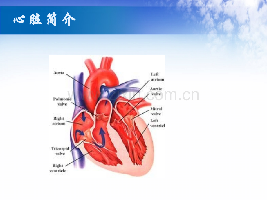 机械通气与心衰.ppt_第2页