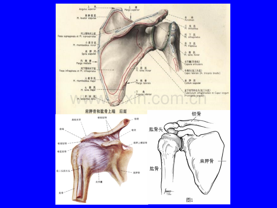 肩关节体格检查.ppt_第3页