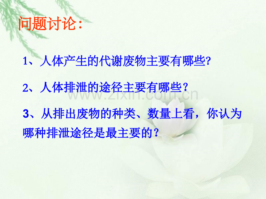 泌尿系统组成.ppt_第2页