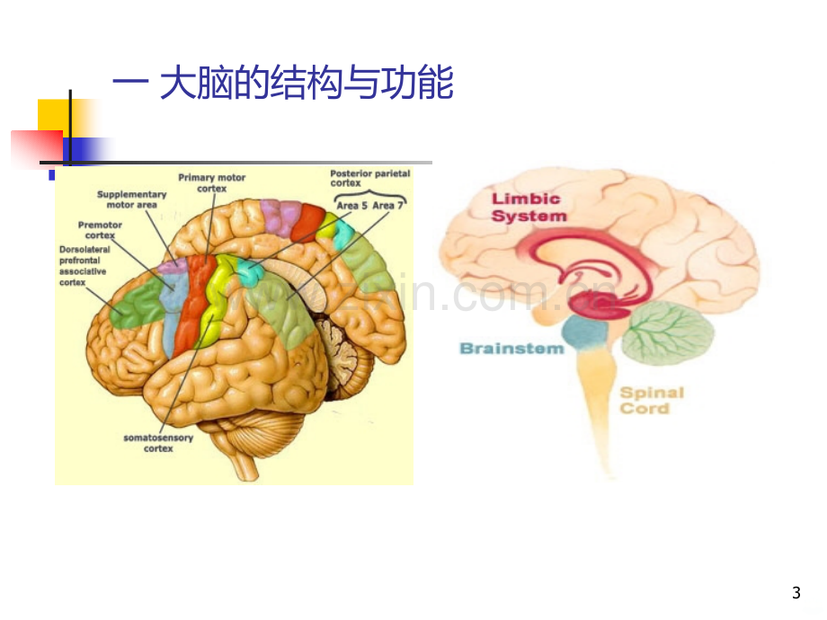 大脑的结构与功能.ppt_第3页