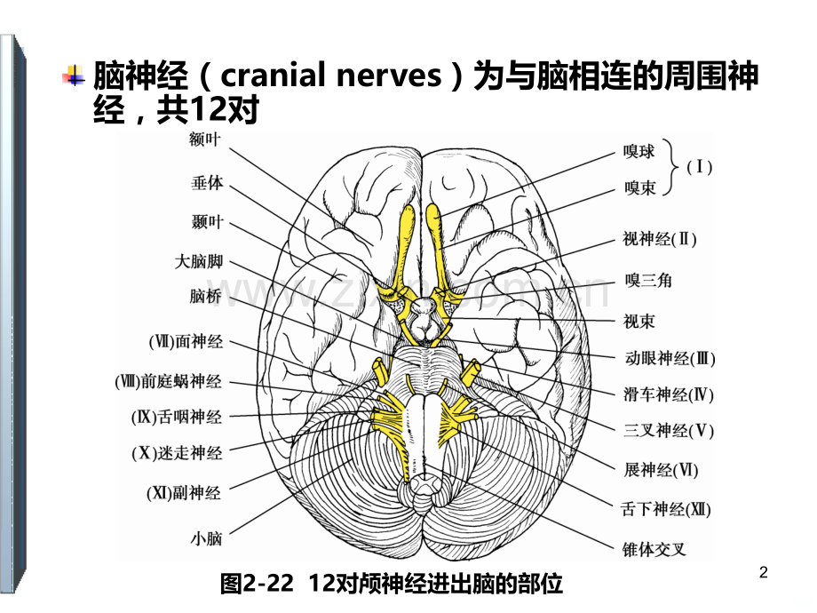 二神经系统的解剖生理及病损的定位诊断.ppt_第2页