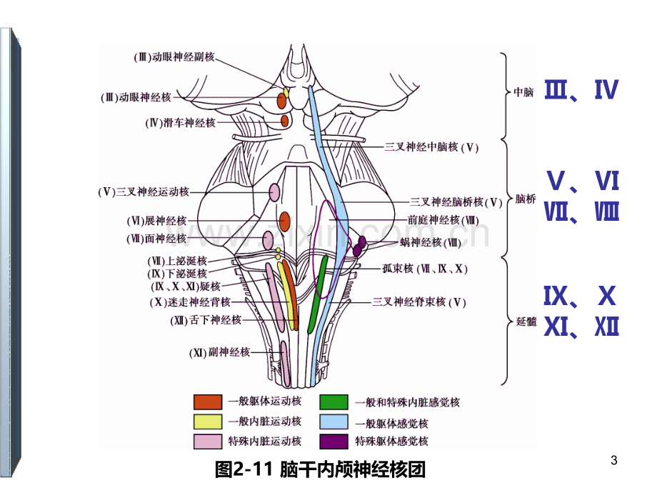 二神经系统的解剖生理及病损的定位诊断.ppt_第3页