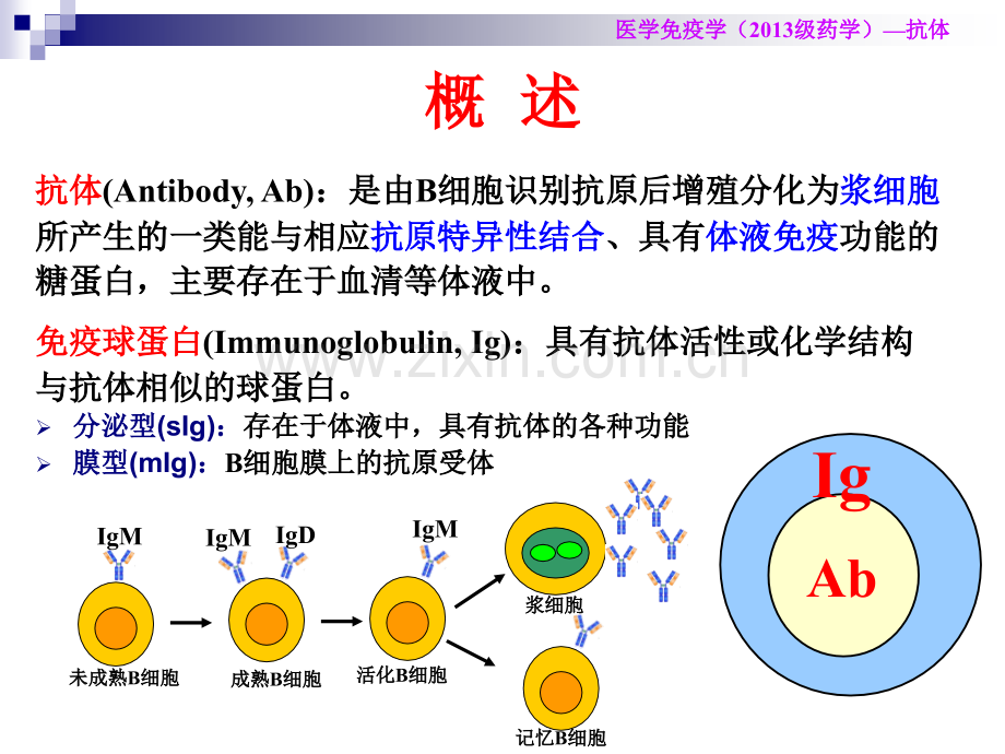 医学免疫学-抗体.ppt_第2页