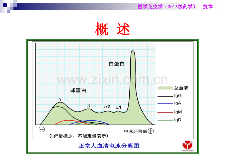 医学免疫学-抗体.ppt_第3页