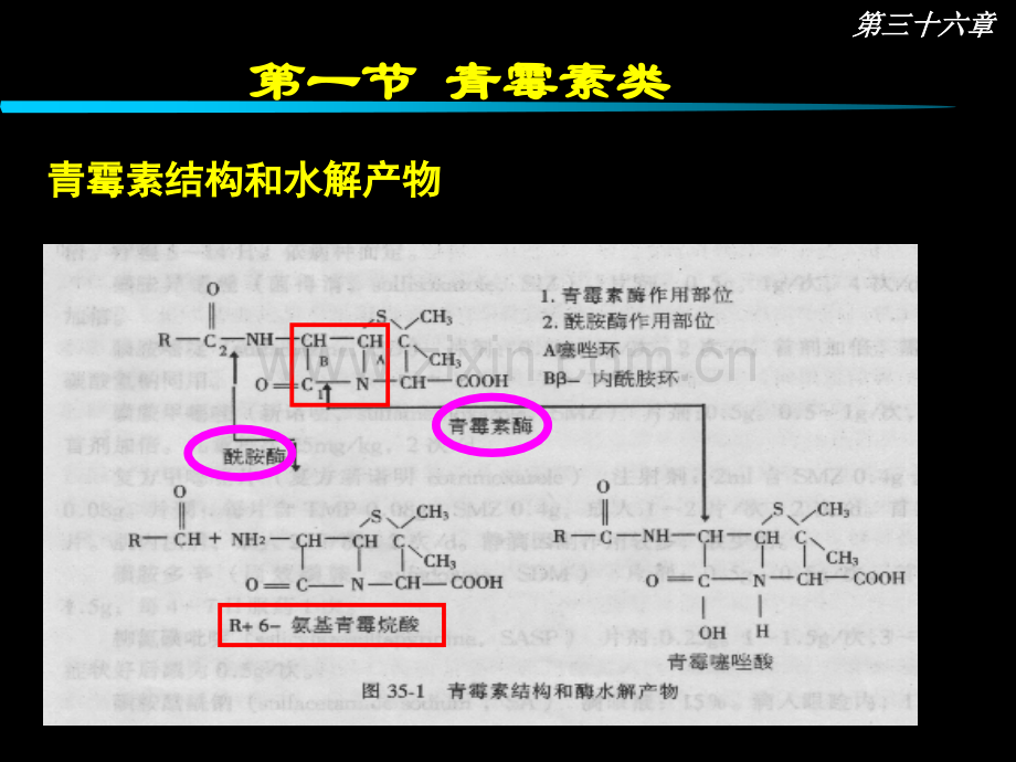 第36章内酰胺类抗生素.ppt_第3页