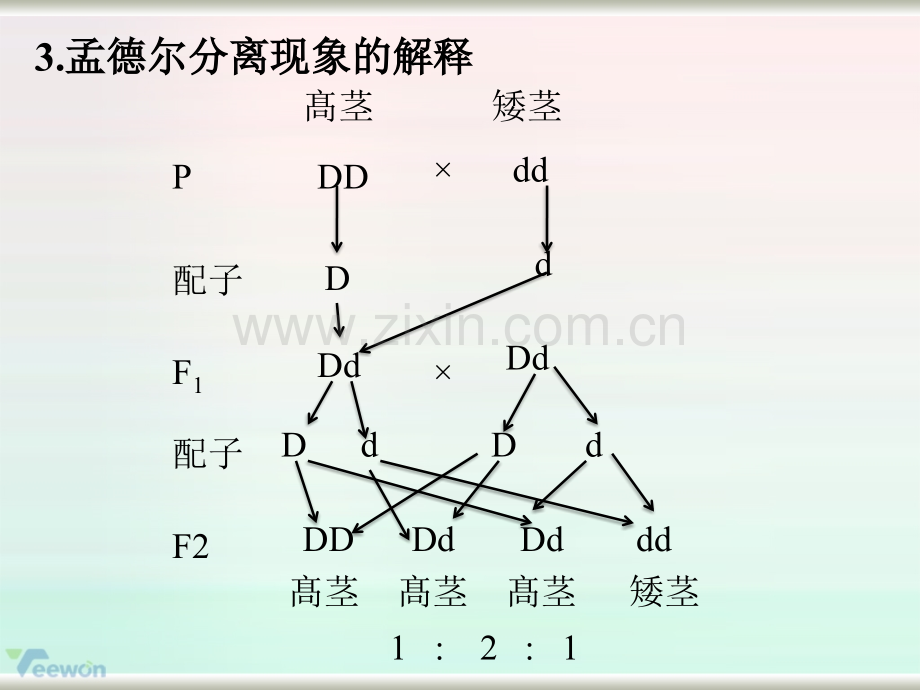 《实验8.1性状分离比的模拟实验》教学课件(1).ppt_第3页