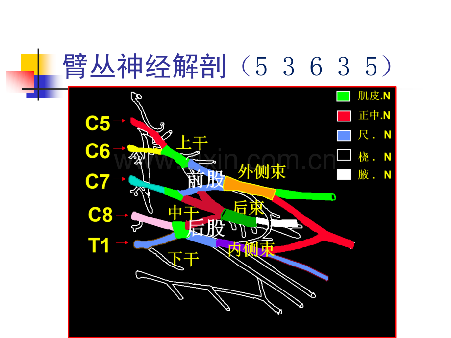 肌皮神经.ppt_第2页