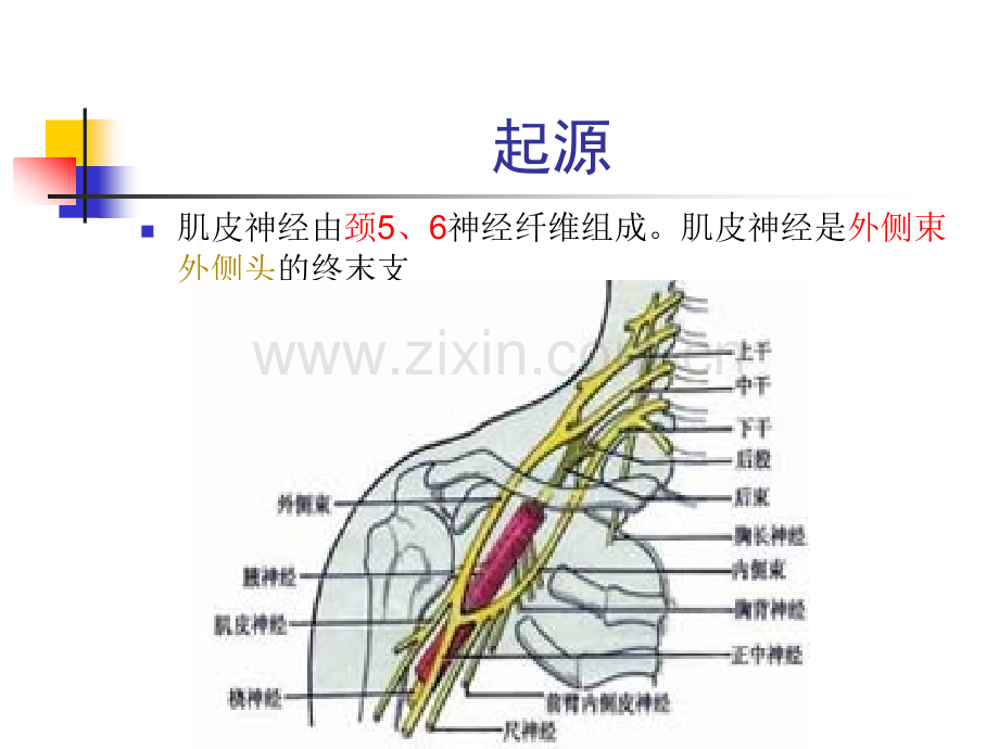 肌皮神经.ppt_第3页