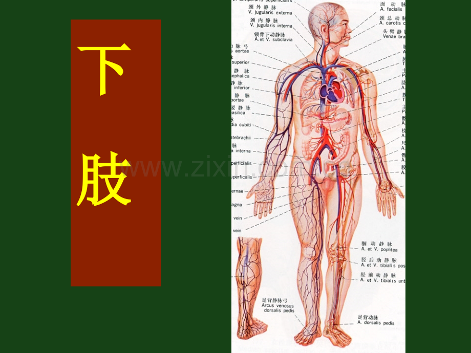 2019局部解剖学下肢化学.ppt_第1页