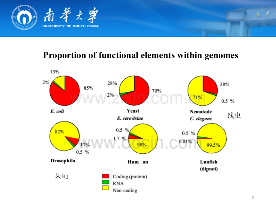 非编码RNA.pptx_第3页