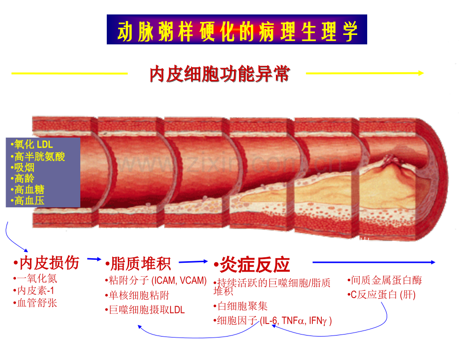 稳定性冠心病治疗进展演示课件.ppt_第3页