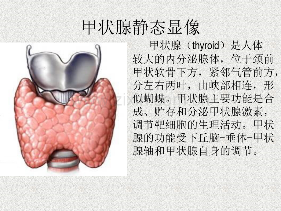 核医学内分泌代谢系统显像.ppt_第3页