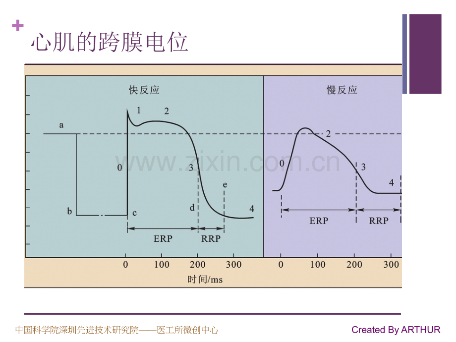 生理学原理学习笔记之——心脏电活动.ppt_第3页