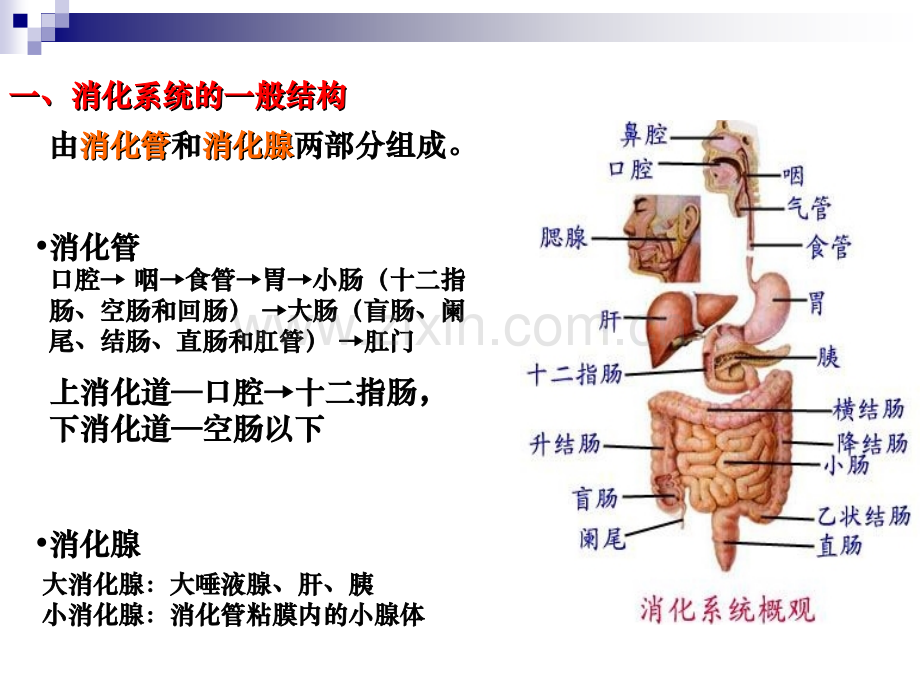 消化系统(解剖).ppt_第2页