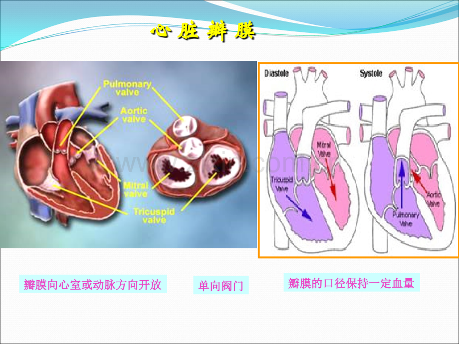 心脏瓣膜病第八版课件.ppt_第2页