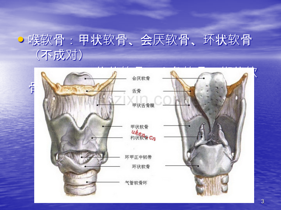 喉解剖与影像表现.ppt_第3页