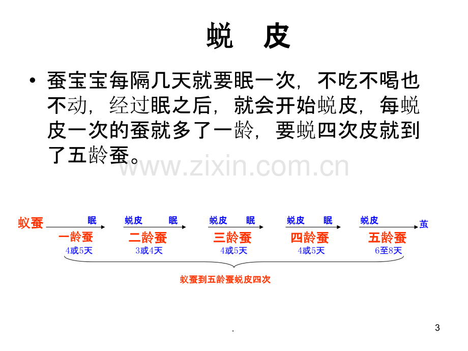 教科版科学三年级下册蚕的生长变化.ppt_第3页