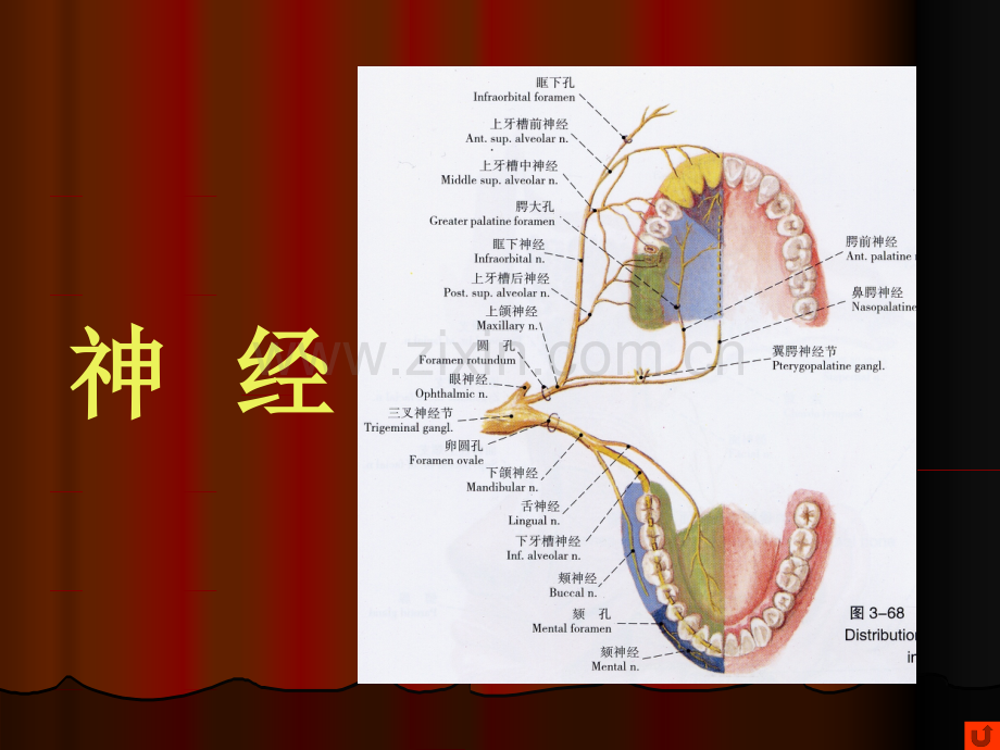 口腔颌面部系统解剖血管、神经2.ppt_第1页