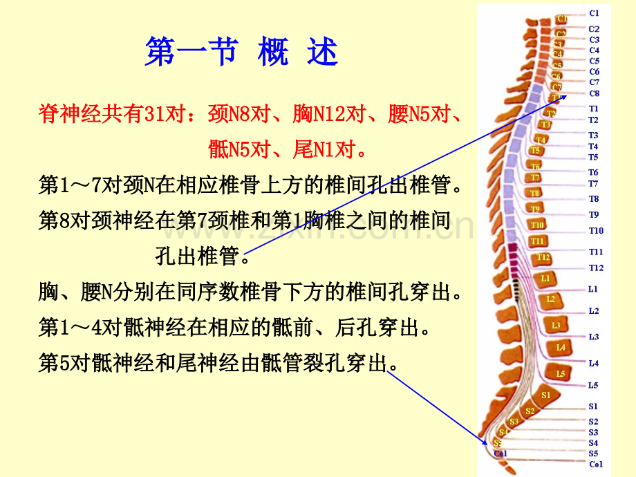 脊神经解剖.ppt_第2页