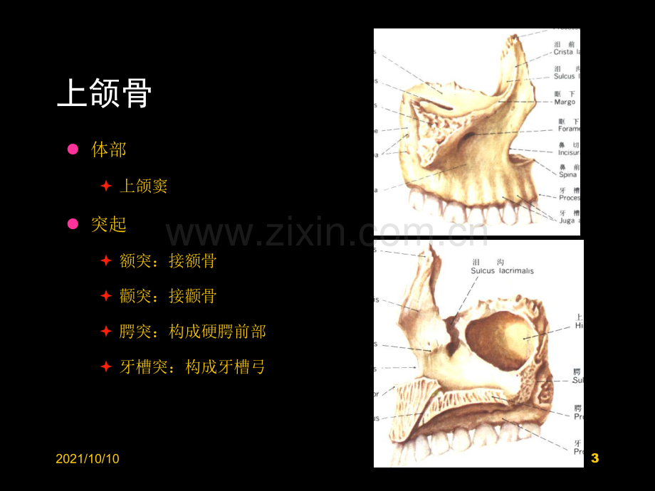 头颈部解剖间隙影像.ppt_第3页