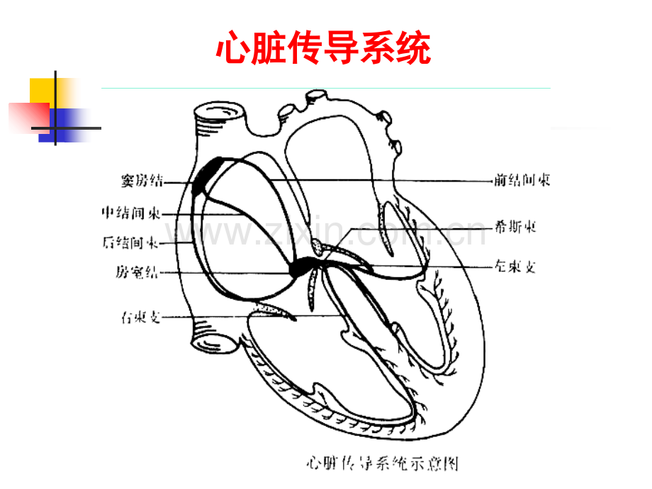 2018年心律失常诊治进展-文档资料.ppt_第3页