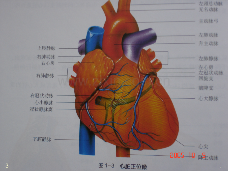 心功能评定.ppt_第3页