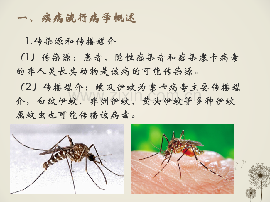 寨卡病毒防控方案.ppt_第2页