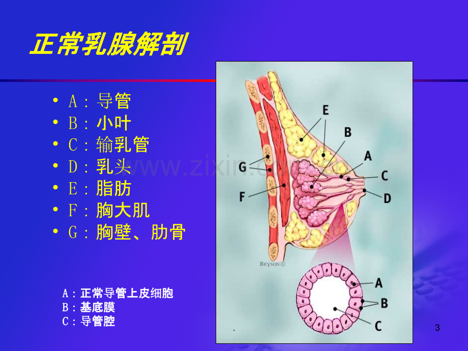 乳腺超声.ppt_第3页