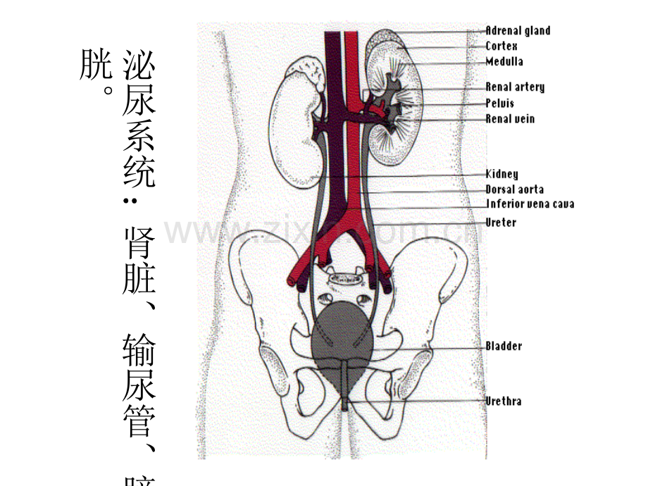 急性肾损伤与慢性肾脏病.ppt_第3页