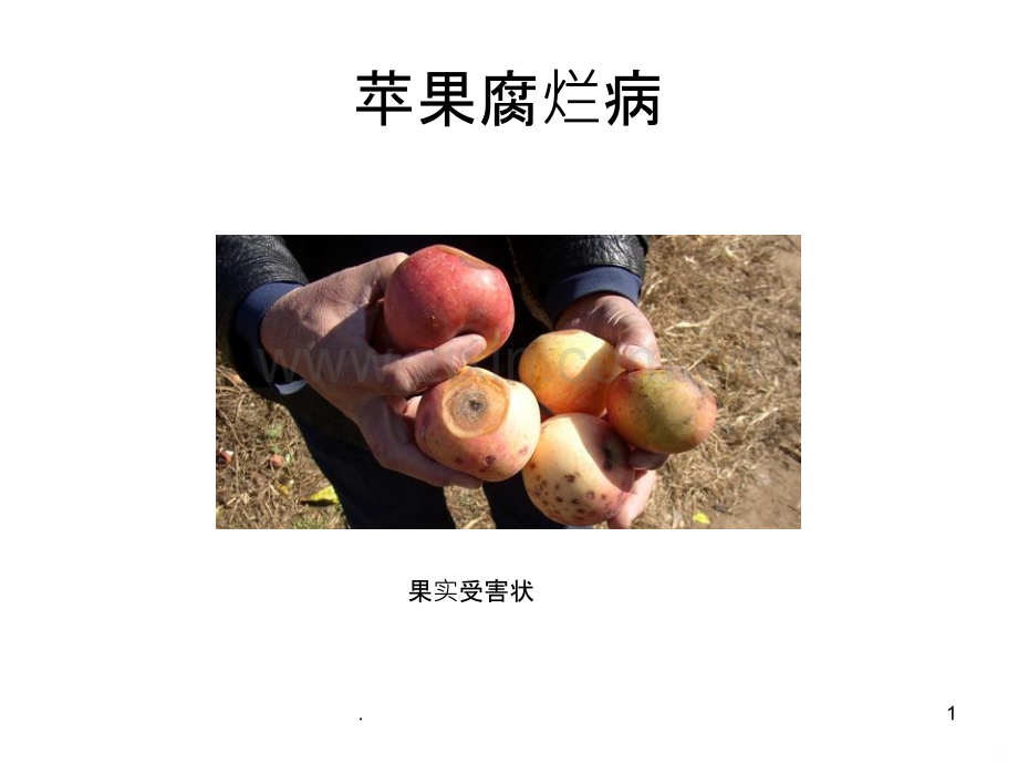 苹果和桃树的病虫害图谱.ppt_第1页