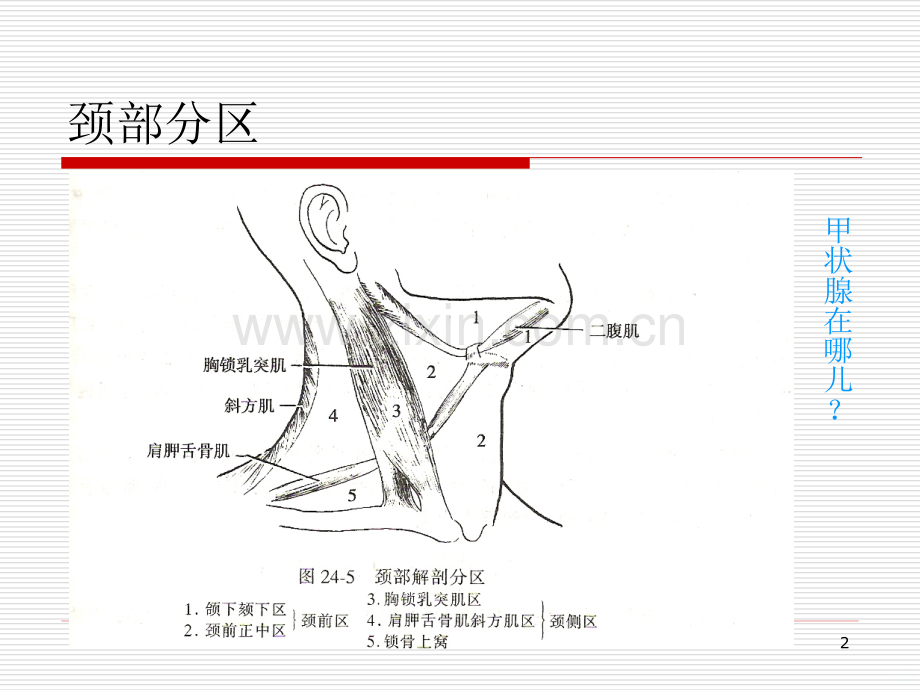 甲状腺的解剖及外科手术.ppt_第2页