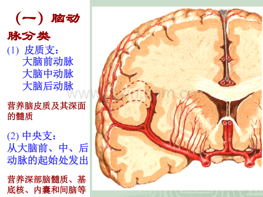 脑与脊髓的血管.ppt_第3页