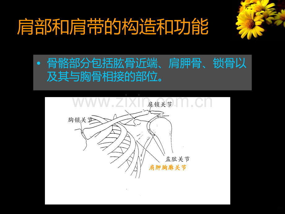 肩部和肩带.ppt_第3页