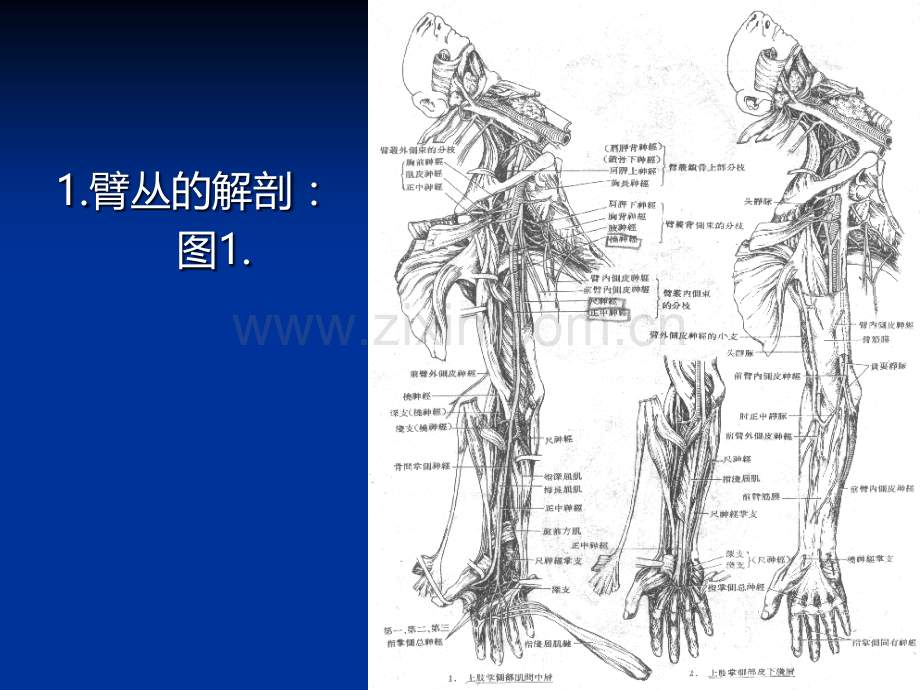 臂丛神经损伤.ppt_第2页