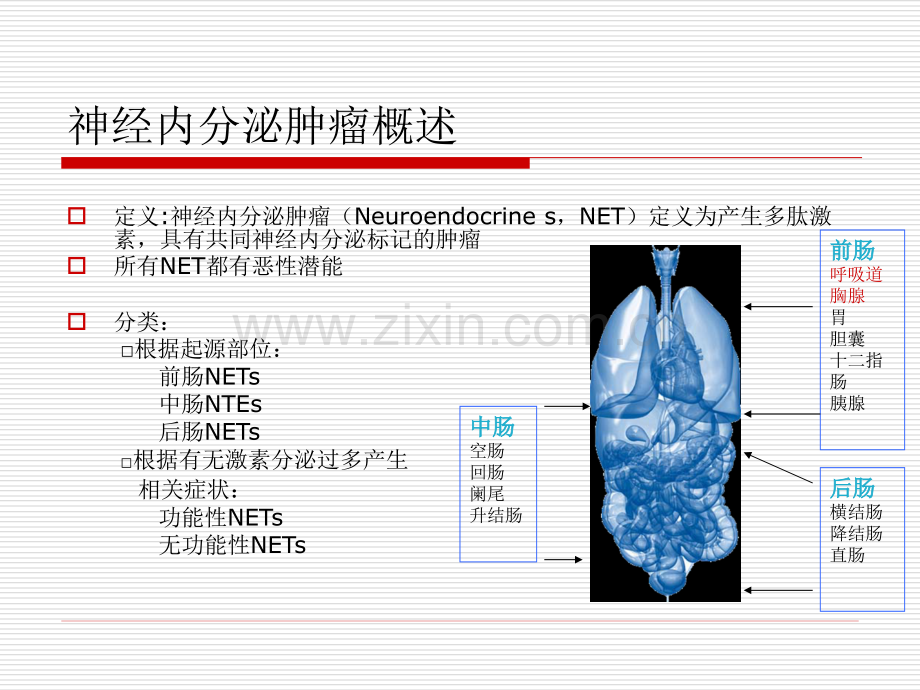 胃肠胰神经内分泌肿瘤的诊断与治疗.ppt_第2页