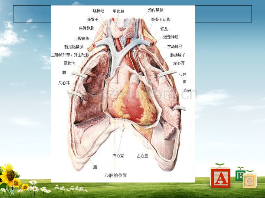 心脏大血管的影像学解剖.ppt_第3页